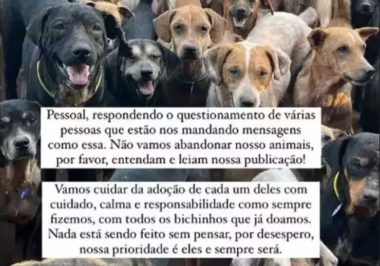 Animais do Instituto Guarda Animal