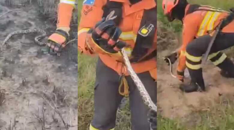 Cobra foi salva por bombeiro na região do Pantanal