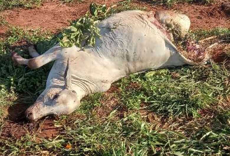 Os animais ficaram jogados no meio do posto