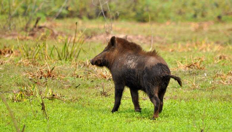 Porco monteiro no Pantanal