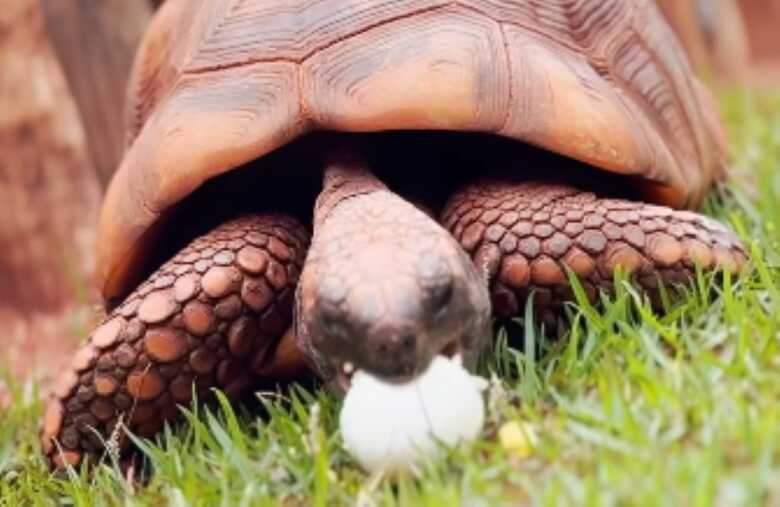 Jabuti comendo ovo de galinha