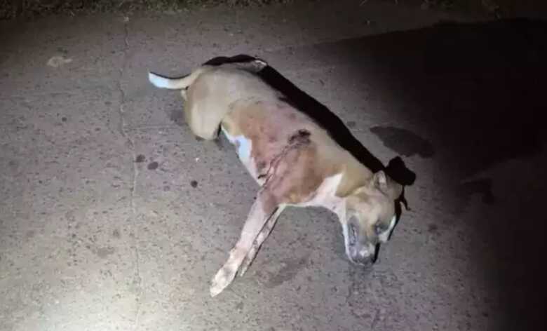 Outro Ptbull morto, no último domingo (9), após atacar morador em praça no Bairro Estrela do Sul