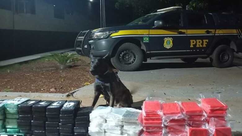 Cão farejador ajudou na ocorrência