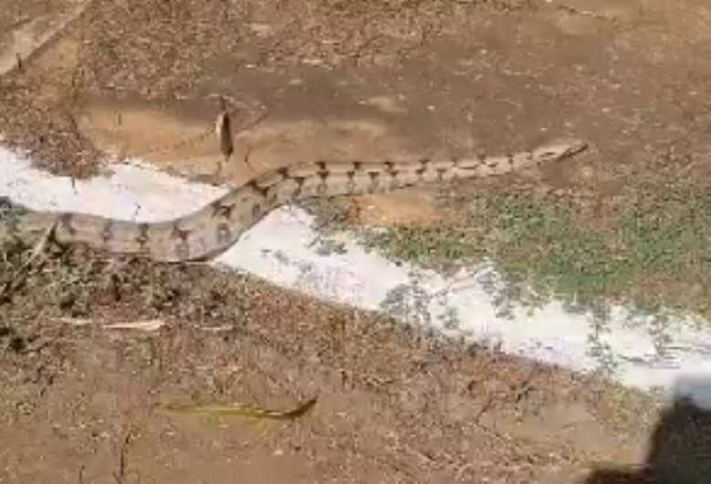 Cobra foi vista na manhã de hoje (18)