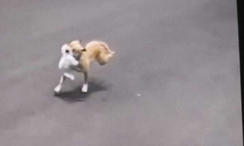 Pitbull matou a cadela