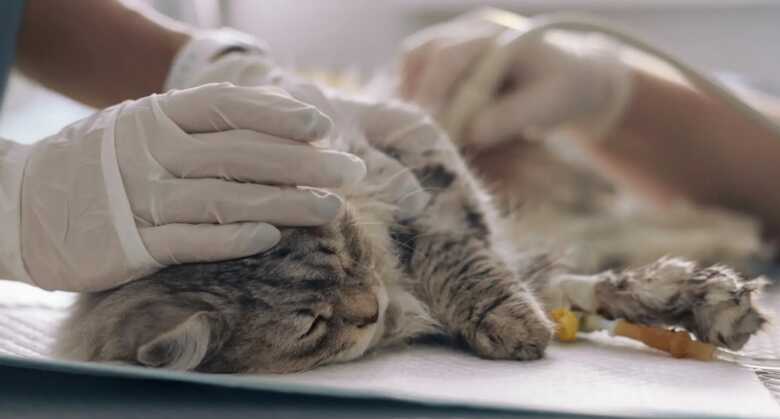 Castração de gatos