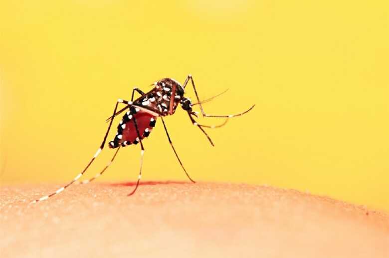 No ciclo urbano, a transmissão ocorre a partir de vetores urbanos, o Aedes aegypti infectado