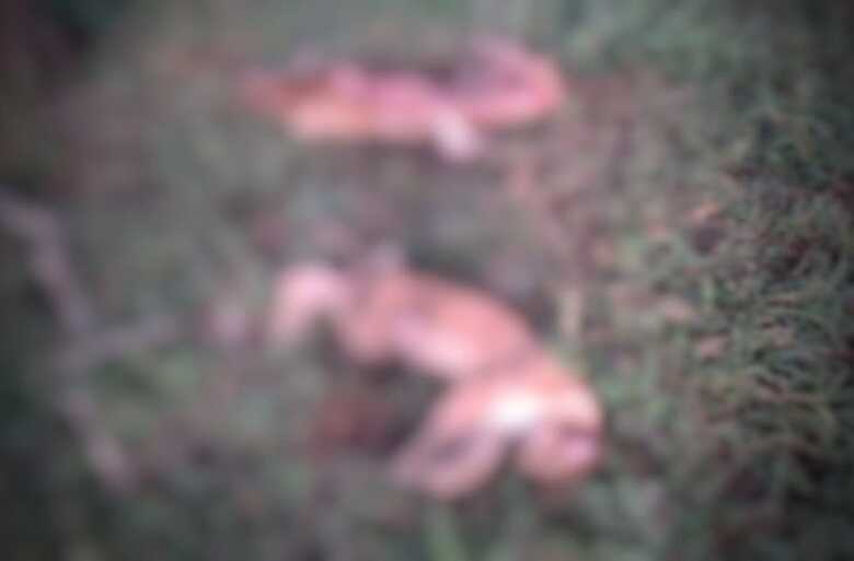 Carcaças de onças-pardas encontradas em propriedade rural