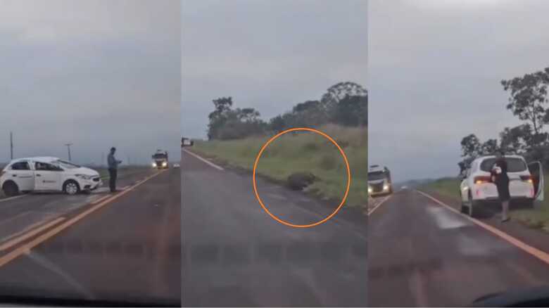 Anta, na imagem circulada, ficou nas margens da rodovia