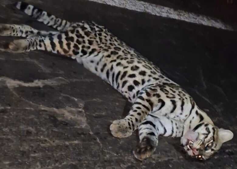 Animal tinha sinais de atropelamento