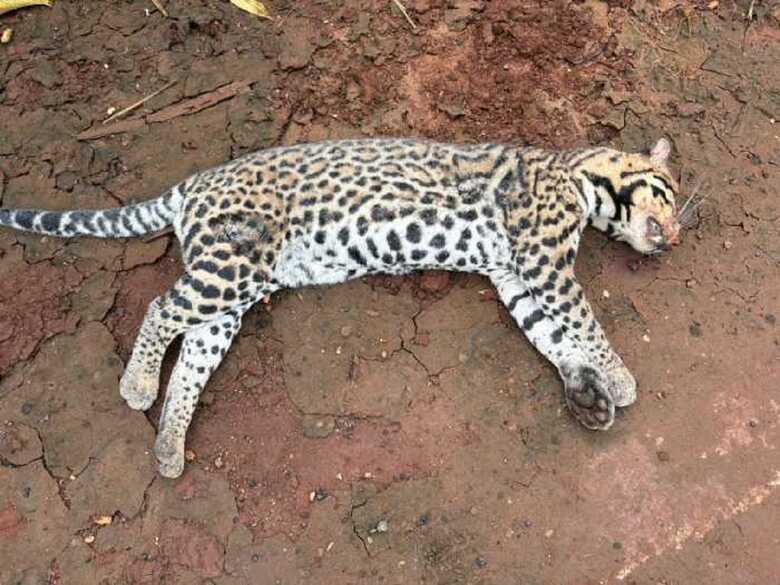Animal foi deixado nas margens da rodovia