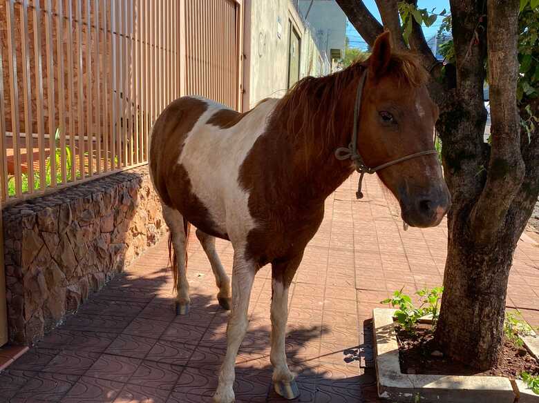 Após capturado, o cavalo foi amarrado em uma árvore na Rua Saldanha Marinho