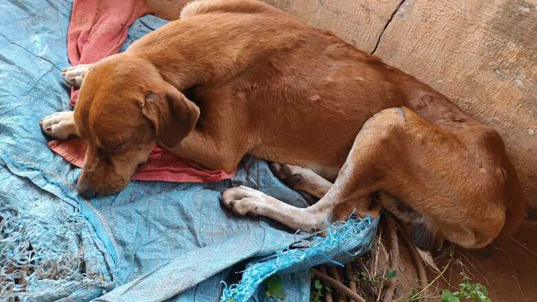 C&atilde;o estava em clara situa&ccedil;&atilde;o de abandono