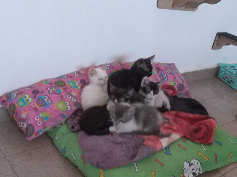 Animais estarão na feira de adoção