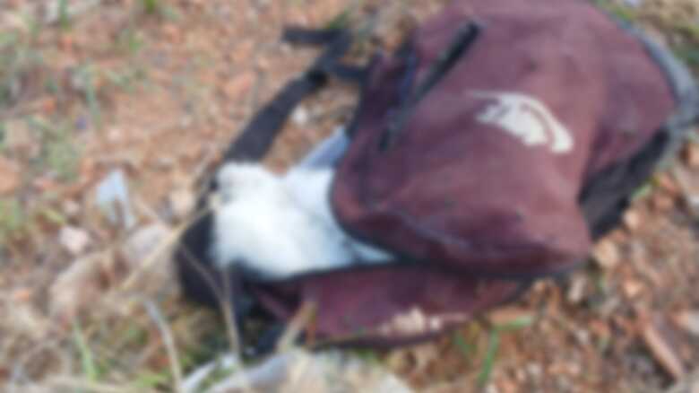Suspeita é que criminoso tenha matado o animal após não ter recebido o dinheiro exigido