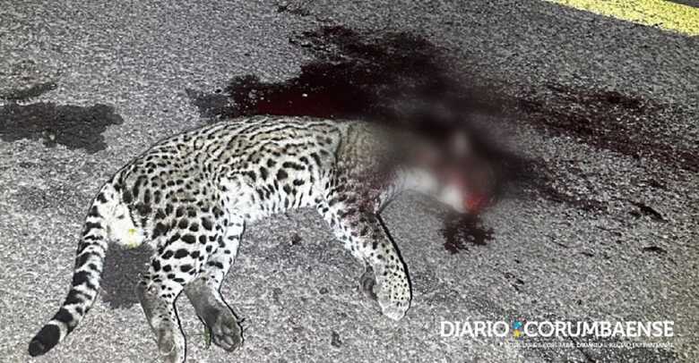 Animal foi morto atropelado na rodovia