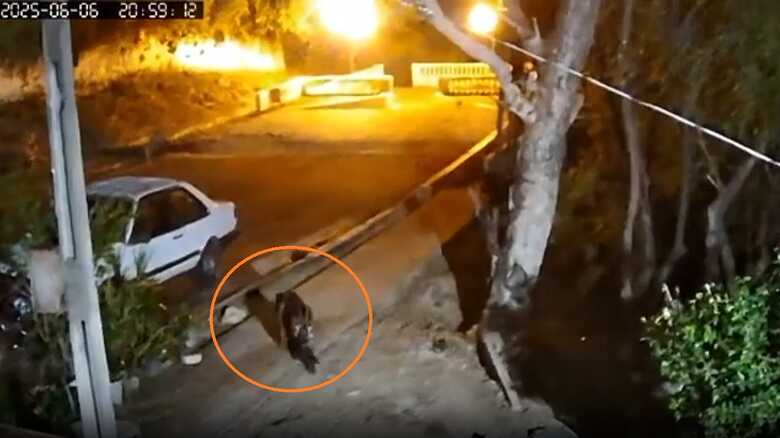 Onça fez nova aparição na residência de uma moradora