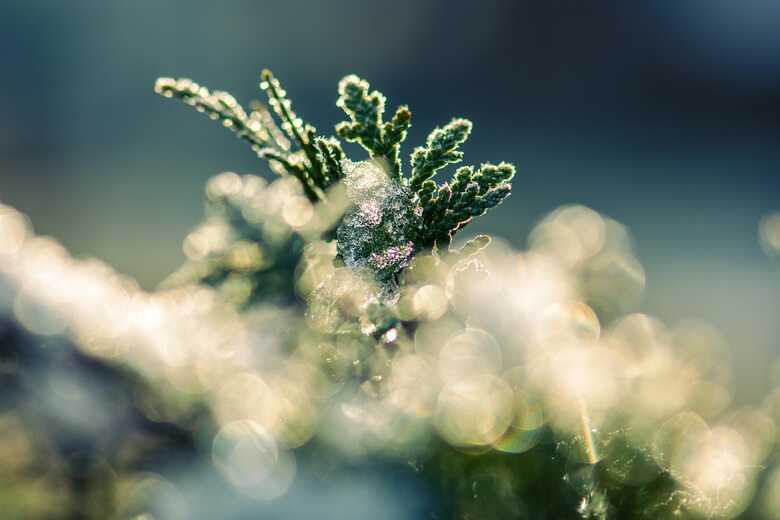 Foto: Pixabay