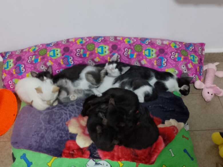 Animais disponíveis para adoção
