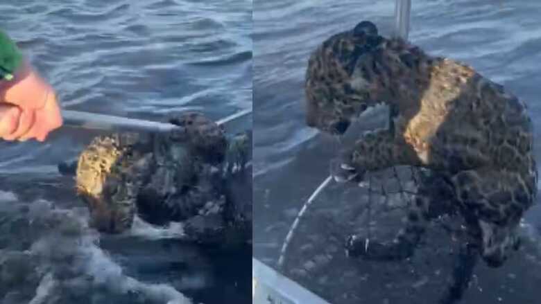 Filhote de onça é resgatado no meio de rio por pescadores em MS