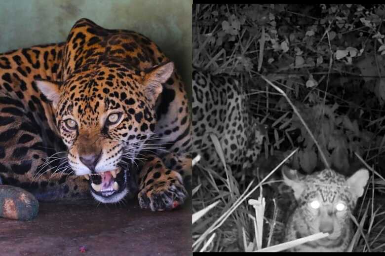 Fotos: Saul Schramm e Onçafari 