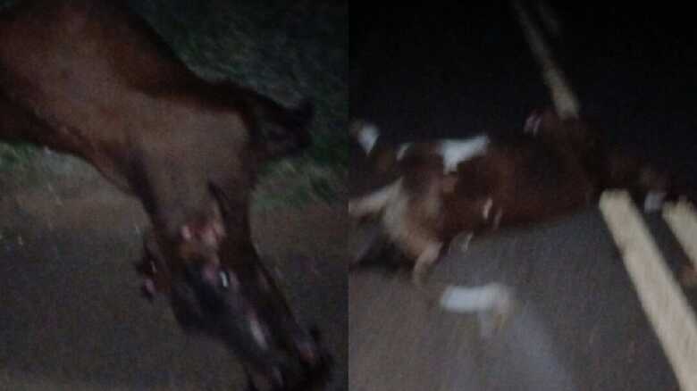 Animais soltos provocaram o acidente e a morte do bebê