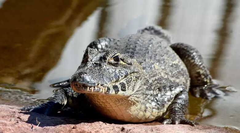 Um dos exemplares que vivia no Bioparque e foi acometido pela doença.