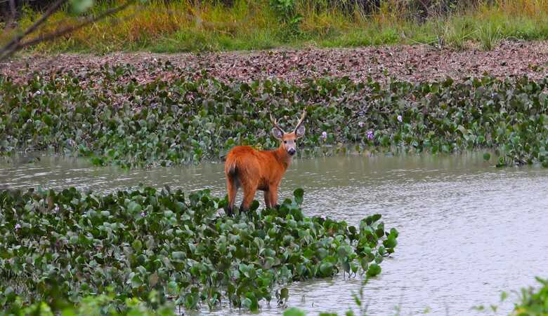 Pantanal próximo a Corumbá 
