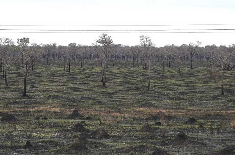 Pantanal teve redução nos incêndios