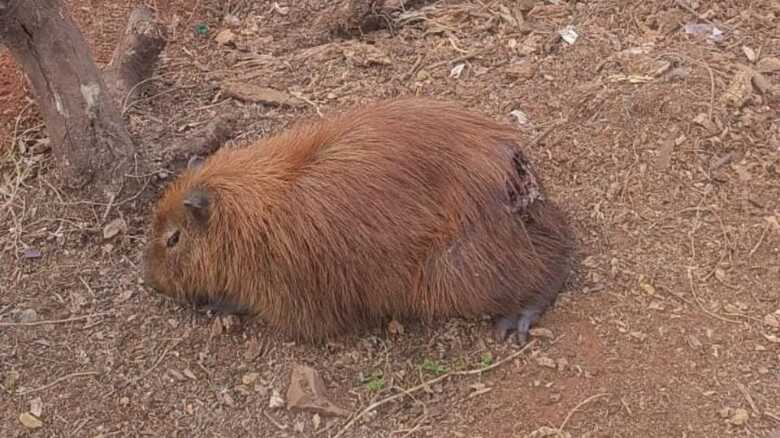 Foto: Divulgação/PMA-MS