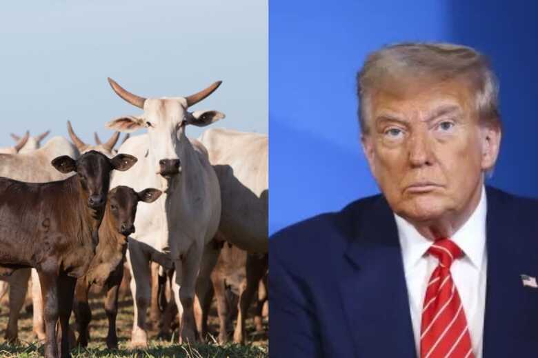 Taxar a carne prejudicaria o comércio dos Estados Unidos