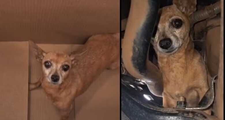 Cadelinha presa no peito de aço do carro