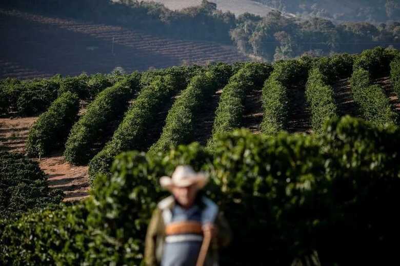 Lavouras de café em Minas Gerais 