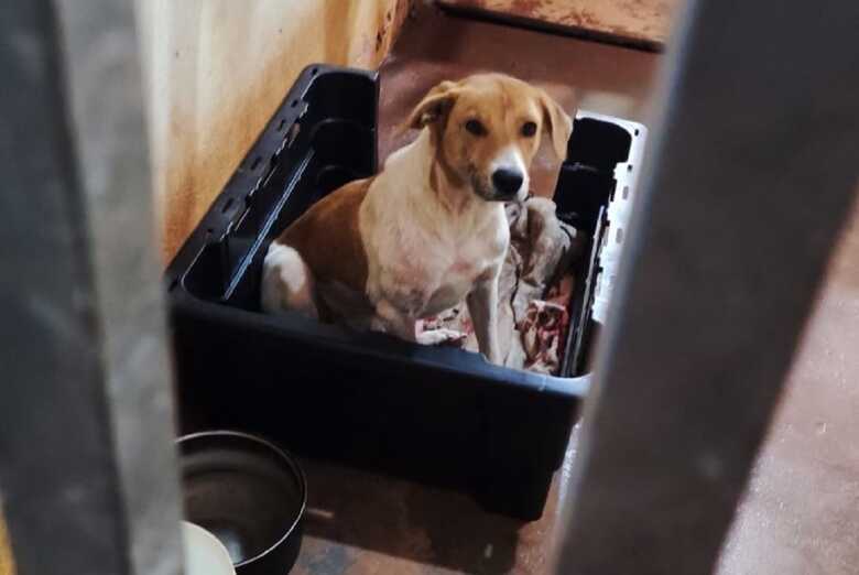 Cachorrinha foi resgatada por uma ONG
