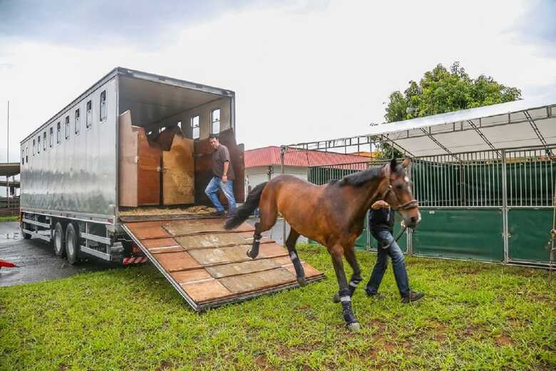 Cavalo era transportado em caminhão | Imagem ilustrativa