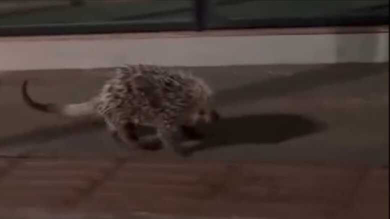 Animal estava serelepe pela avenida