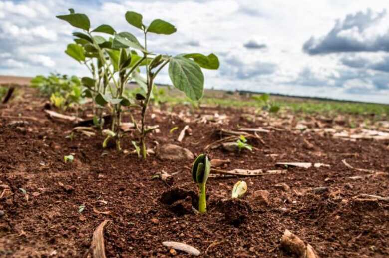 A produção estimada é de 15,2 milhões de toneladas