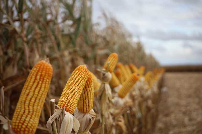 Produção de milho bateu recorde este ano em MS