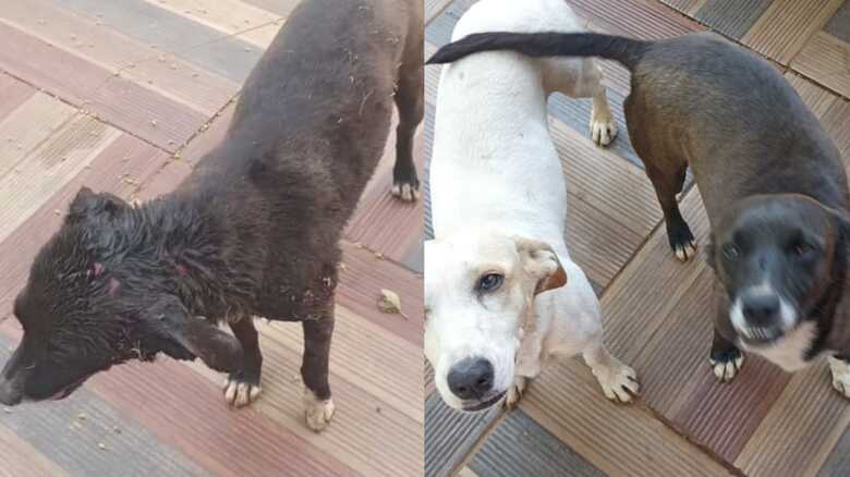 Neguinho está se recuperando em uma clínica 