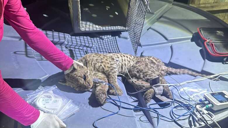 Felino foi encaminhado para a Funda&ccedil;&atilde;o de Meio Ambiente do Pantanal