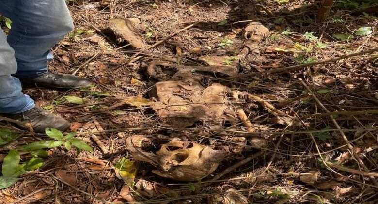A Polícia Milita e a Perícia Técnica foram acionadas para atender o caso