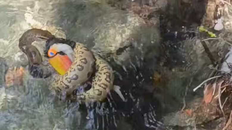 O prato da vez para sucuri foi um tucano