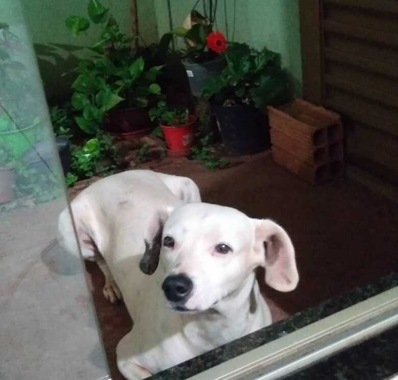 Pablo está sem coleira