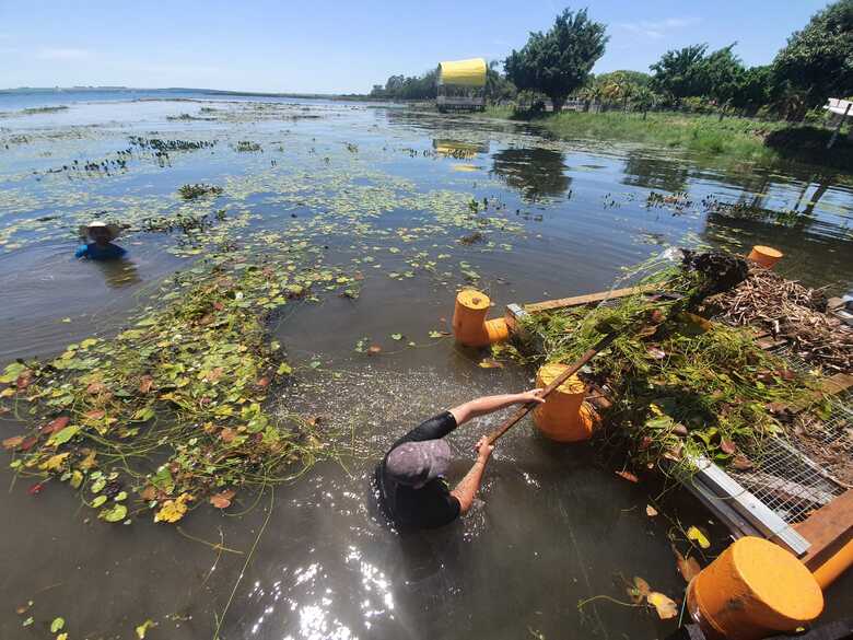 Coleta de macrófitas aquáticas em Três Lagoas