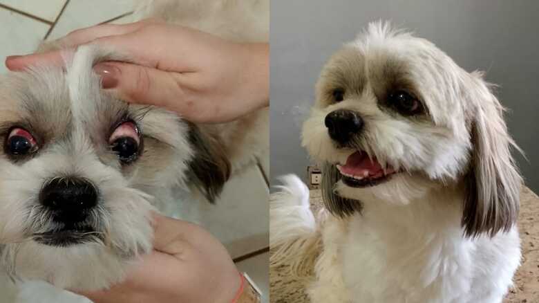 Cachorro quase sofreu les&otilde;es s&eacute;rias nos olhos