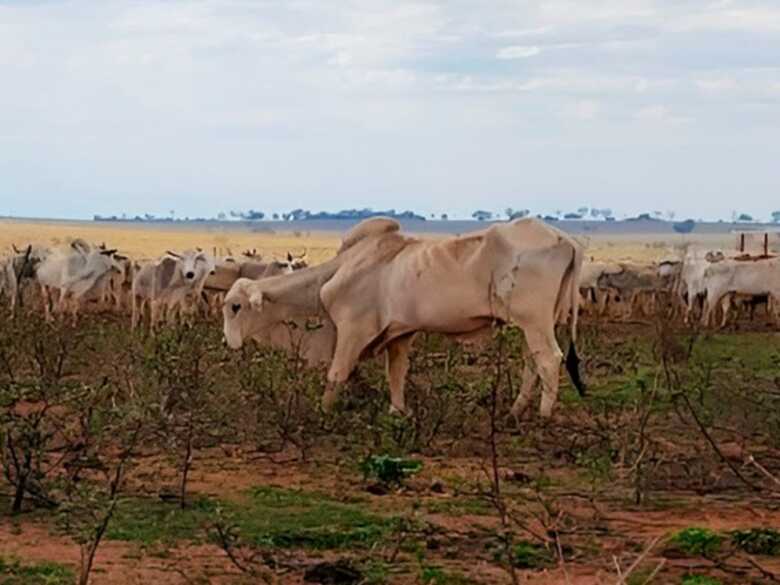 Situação dos bovinos - 