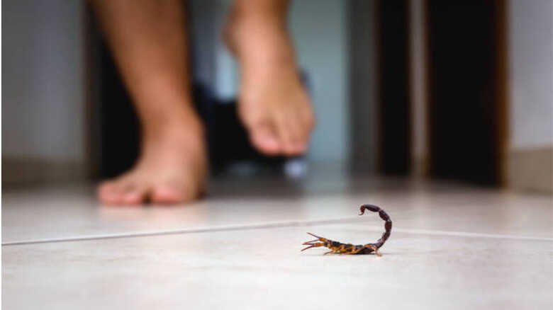 Escorpião estava na escola | Imagem ilustrativa