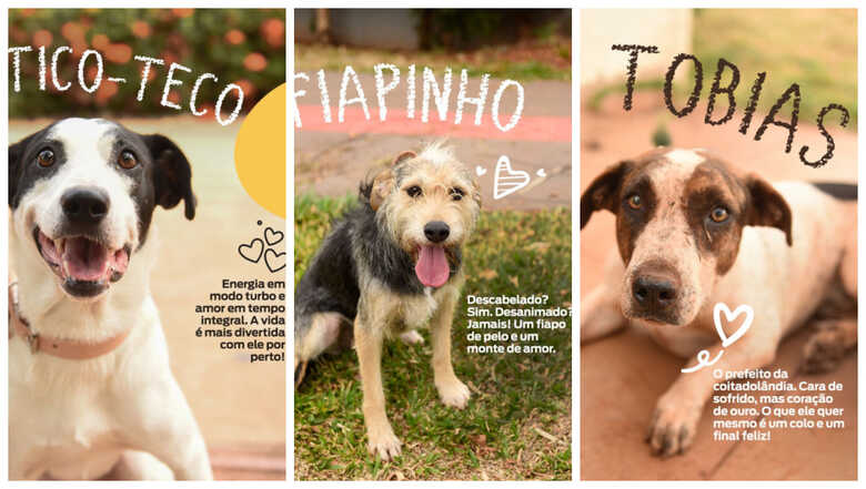 Ação acontece domingo 