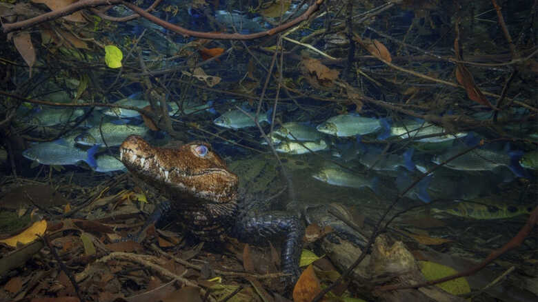 O jacaré-coroa imóvel em meio ao cardume de corimbas