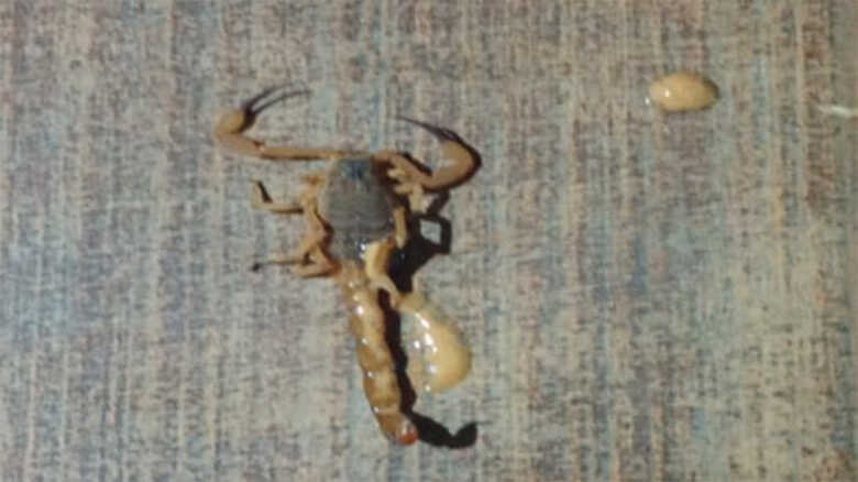 Escorpião foi recolhido pelos pais da criança